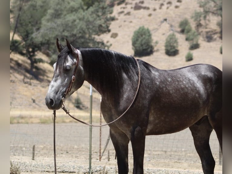 American Quarter Horse Wallach 5 Jahre 157 cm Apfelschimmel in Paicines CA