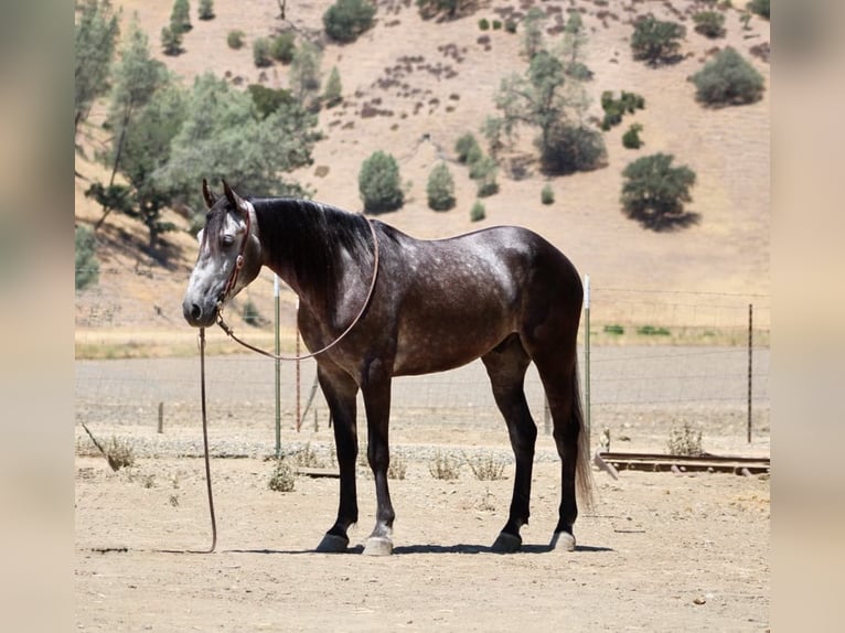 American Quarter Horse Wallach 5 Jahre 157 cm Apfelschimmel in Paicines CA