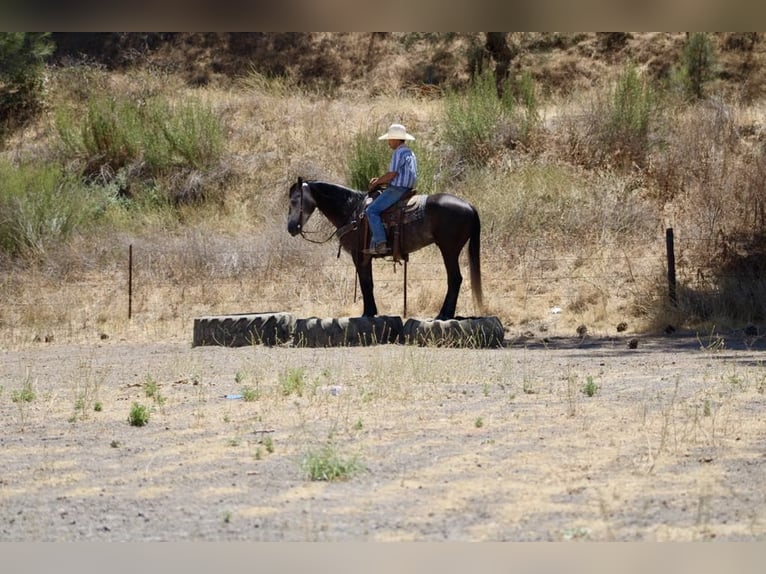 American Quarter Horse Wallach 5 Jahre 157 cm Apfelschimmel in Paicines CA