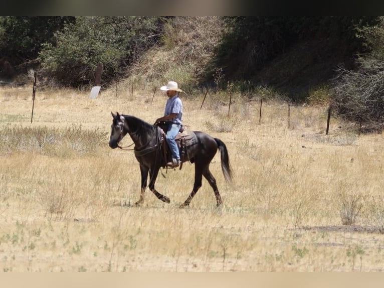 American Quarter Horse Wallach 5 Jahre 157 cm Apfelschimmel in Paicines CA