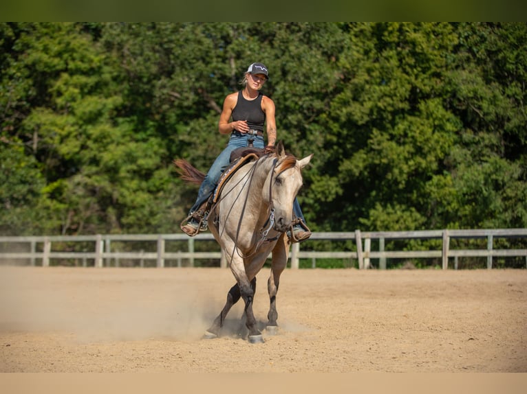 American Quarter Horse Wallach 5 Jahre 157 cm Buckskin in Mayfield