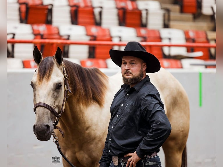 American Quarter Horse Wallach 5 Jahre 157 cm Buckskin in Mayfield