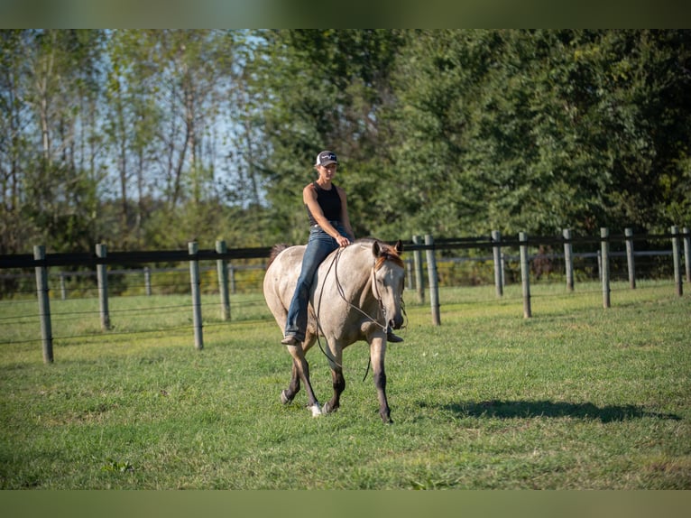American Quarter Horse Wallach 5 Jahre 157 cm Buckskin in Mayfield