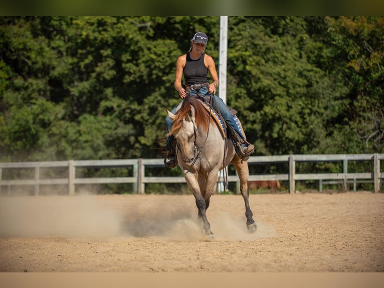 American Quarter Horse Wallach 5 Jahre 157 cm Buckskin in Mayfield American Quarter Horse Wallach 5 Jahre 157 cm Buckskin in Mayfield