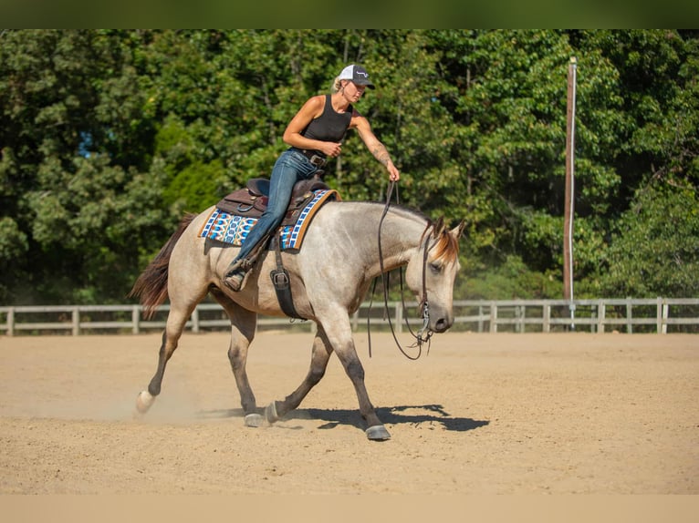 American Quarter Horse Wallach 5 Jahre 157 cm Buckskin in Mayfield American Quarter Horse Wallach 5 Jahre 157 cm Buckskin in Mayfield