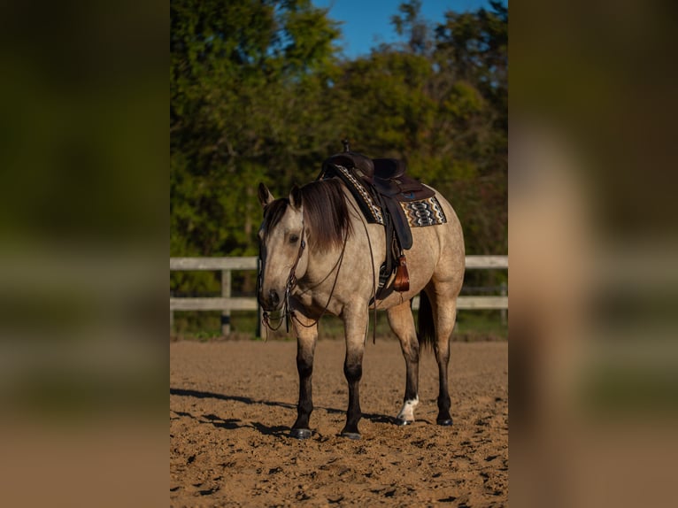American Quarter Horse Wallach 5 Jahre 157 cm Buckskin in Mayfield American Quarter Horse Wallach 5 Jahre 157 cm Buckskin in Mayfield