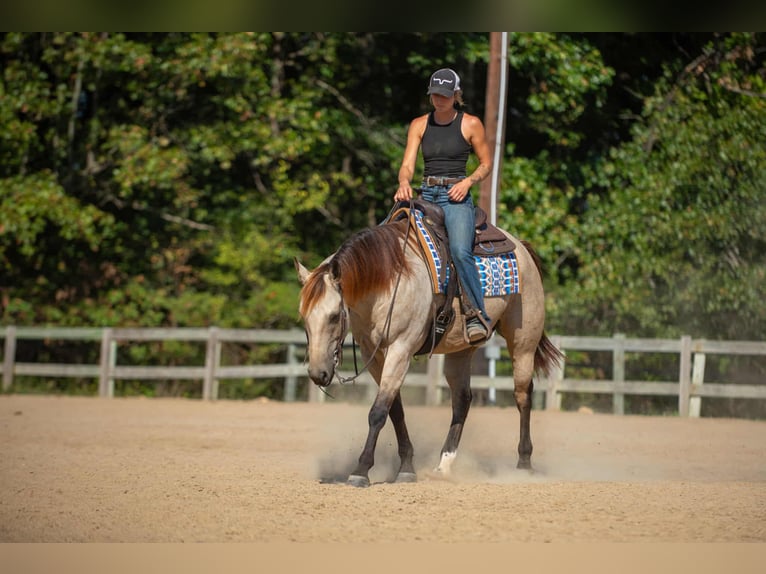 American Quarter Horse Wallach 5 Jahre 157 cm Buckskin in Mayfield American Quarter Horse Wallach 5 Jahre 157 cm Buckskin in Mayfield