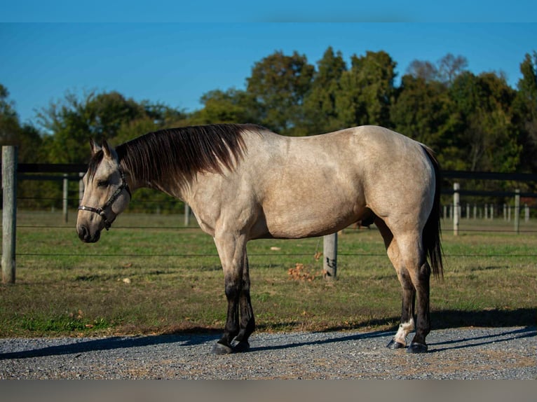 American Quarter Horse Wallach 5 Jahre 157 cm Buckskin in Mayfield American Quarter Horse Wallach 5 Jahre 157 cm Buckskin in Mayfield