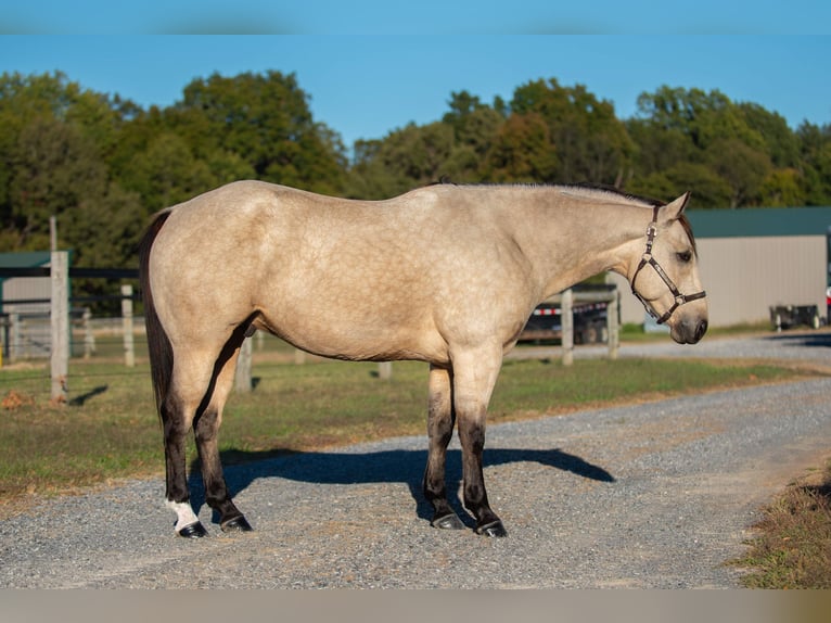 American Quarter Horse Wallach 5 Jahre 157 cm Buckskin in Mayfield American Quarter Horse Wallach 5 Jahre 157 cm Buckskin in Mayfield