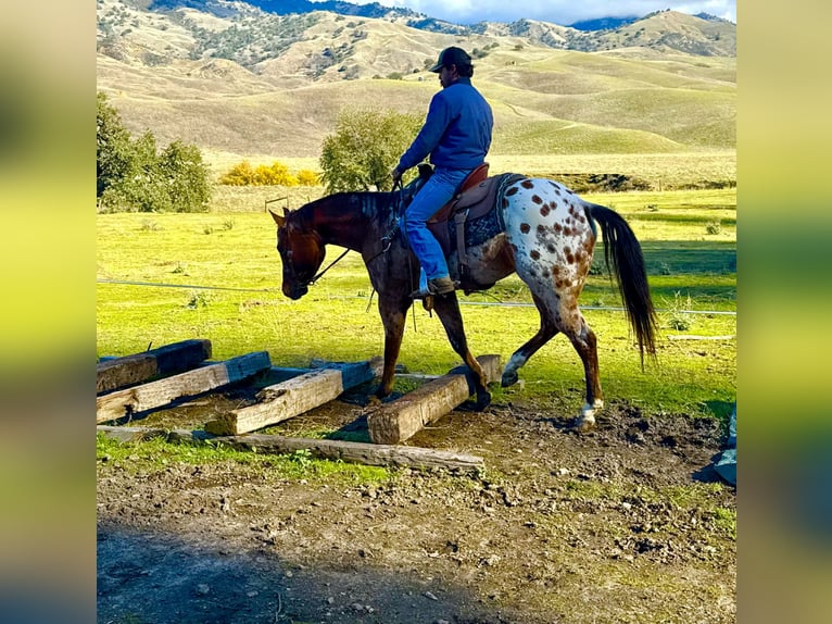 American Quarter Horse Wallach 5 Jahre 157 cm Buckskin in Paicines CA