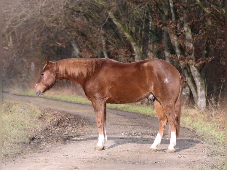 American Quarter Horse Wallach 5 Jahre 157 cm Dunkelfuchs in Mertingen