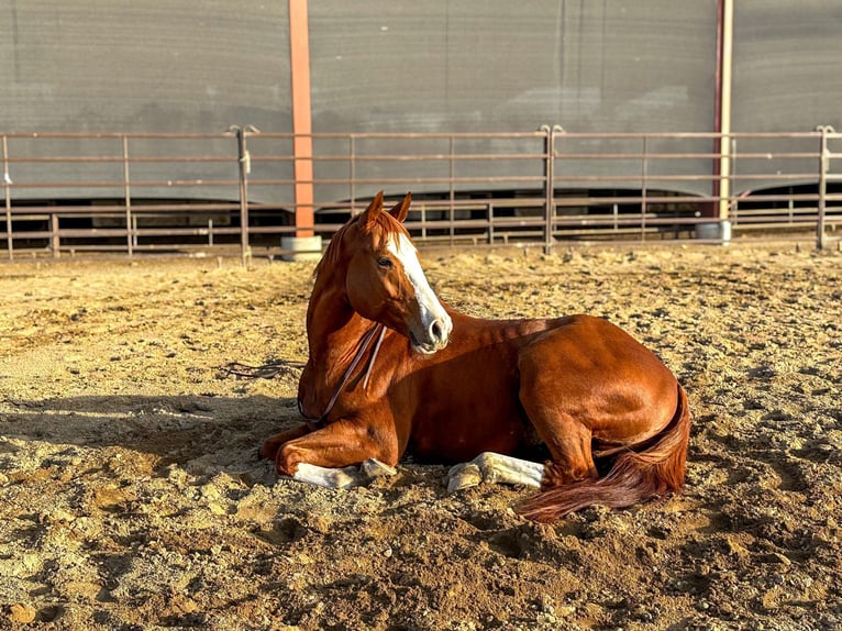 American Quarter Horse Wallach 5 Jahre 157 cm Dunkelfuchs in Pleasant Grove CA