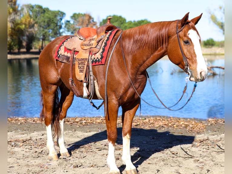 American Quarter Horse Wallach 5 Jahre 157 cm Dunkelfuchs in Pleasant Grove CA