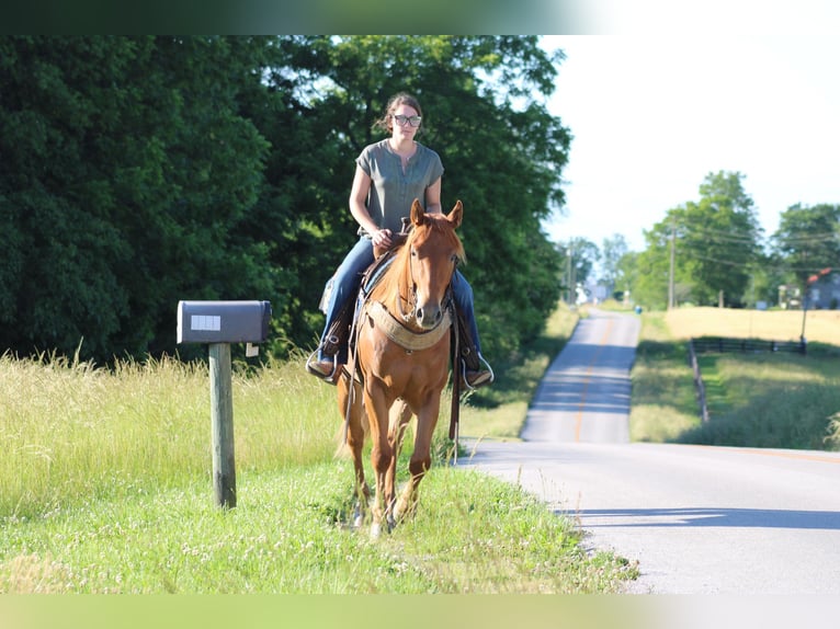 American Quarter Horse Wallach 5 Jahre 157 cm Dunkelfuchs in Sonora KY