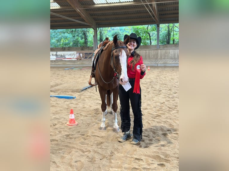 American Quarter Horse Wallach 5 Jahre 157 cm Fuchs in Graz