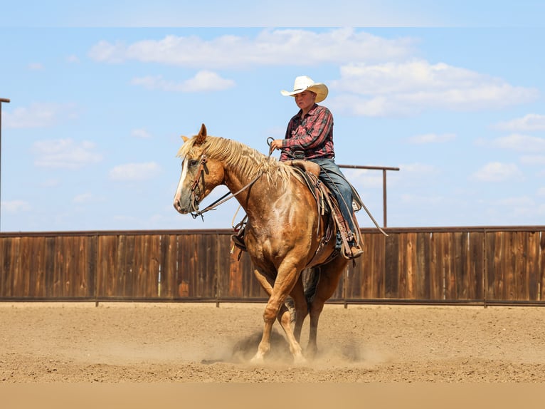 American Quarter Horse Wallach 5 Jahre 157 cm Palomino in Canyon, TX