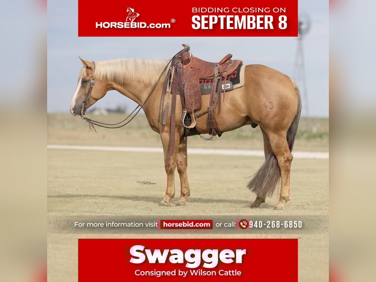 American Quarter Horse Wallach 5 Jahre 157 cm Palomino in Canyon, TX