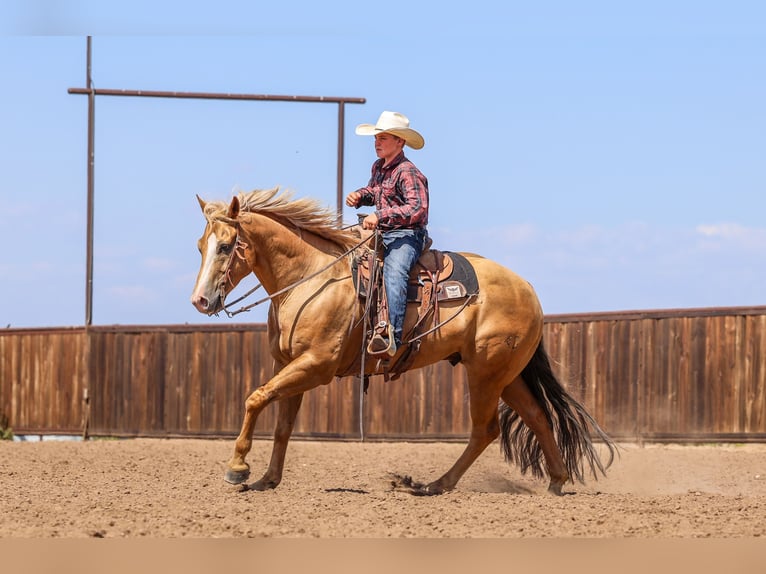 American Quarter Horse Wallach 5 Jahre 157 cm Palomino in Canyon, TX