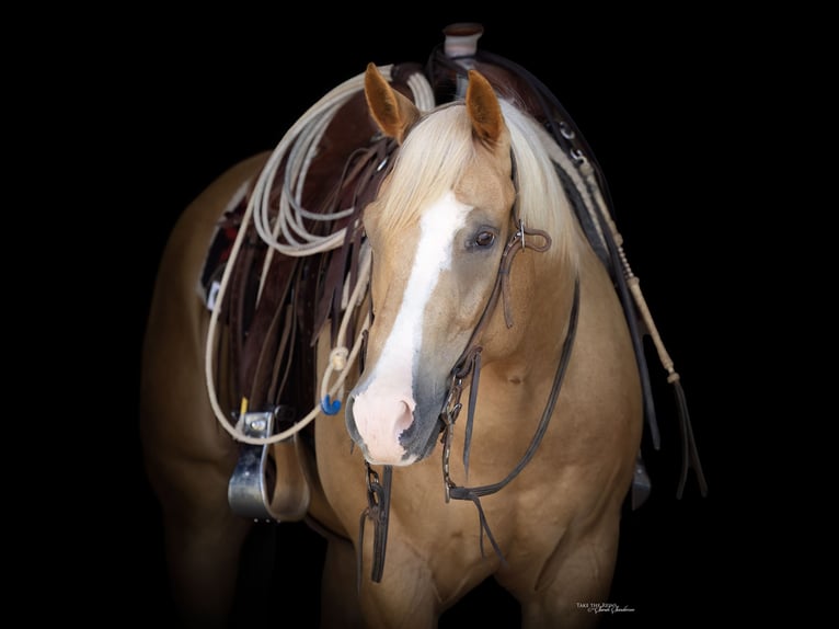 American Quarter Horse Wallach 5 Jahre 157 cm Palomino in Canyon, TX