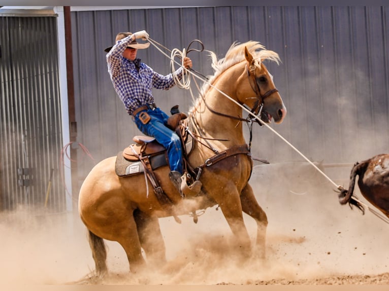American Quarter Horse Wallach 5 Jahre 157 cm Palomino in Canyon, TX