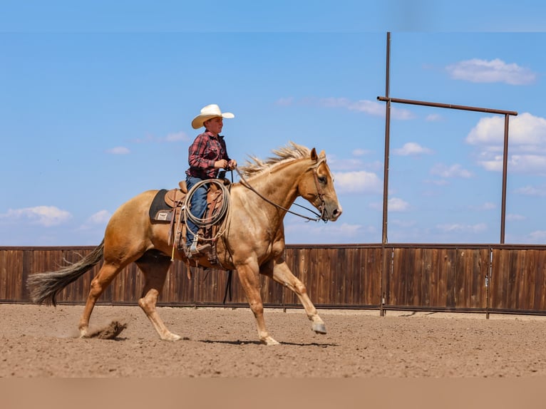American Quarter Horse Wallach 5 Jahre 157 cm Palomino in Canyon, TX