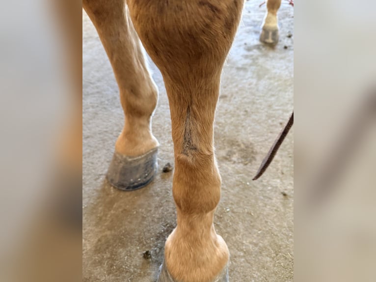 American Quarter Horse Wallach 5 Jahre 157 cm Palomino in Cincinnati