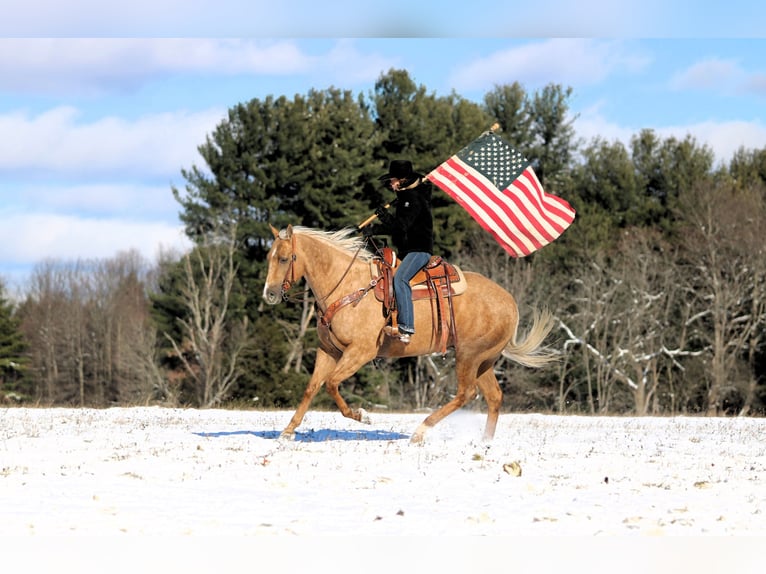 American Quarter Horse Wallach 5 Jahre 157 cm Palomino in Clarion