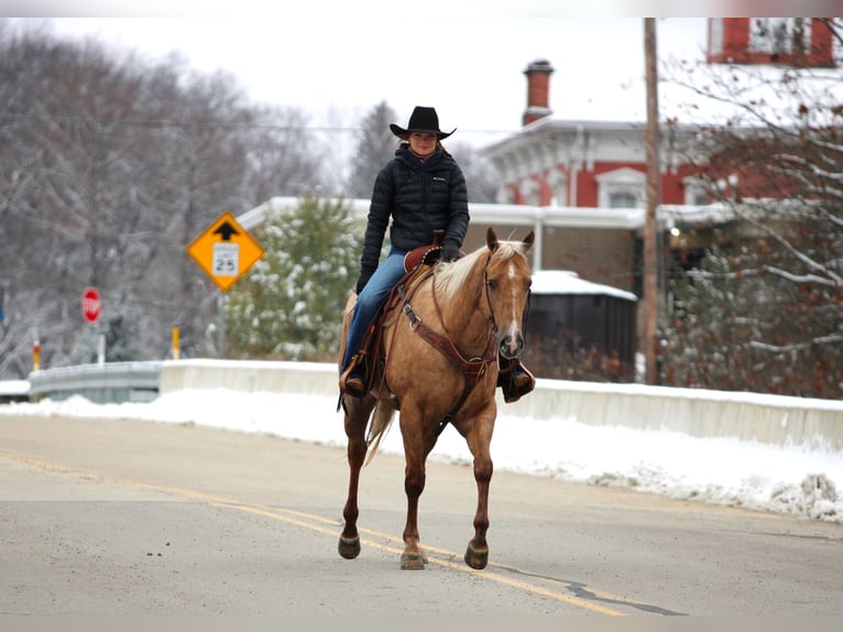 American Quarter Horse Wallach 5 Jahre 157 cm Palomino in Clarion