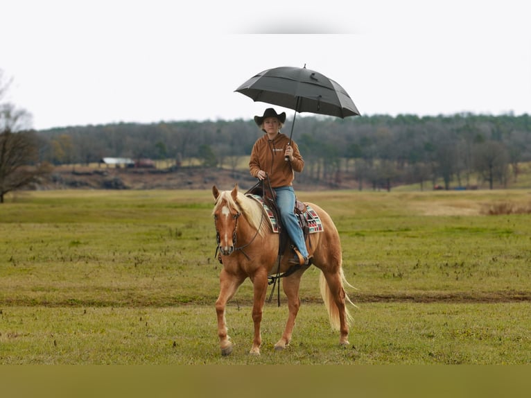 American Quarter Horse Wallach 5 Jahre 157 cm Palomino in Quitman