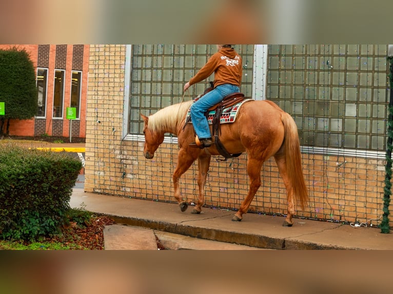 American Quarter Horse Wallach 5 Jahre 157 cm Palomino in Quitman