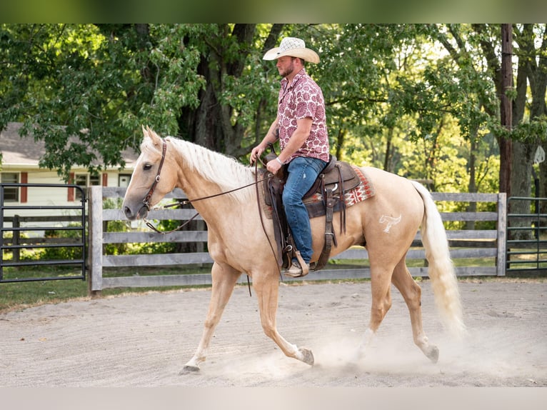 American Quarter Horse Wallach 5 Jahre 157 cm Palomino in Middletown OH