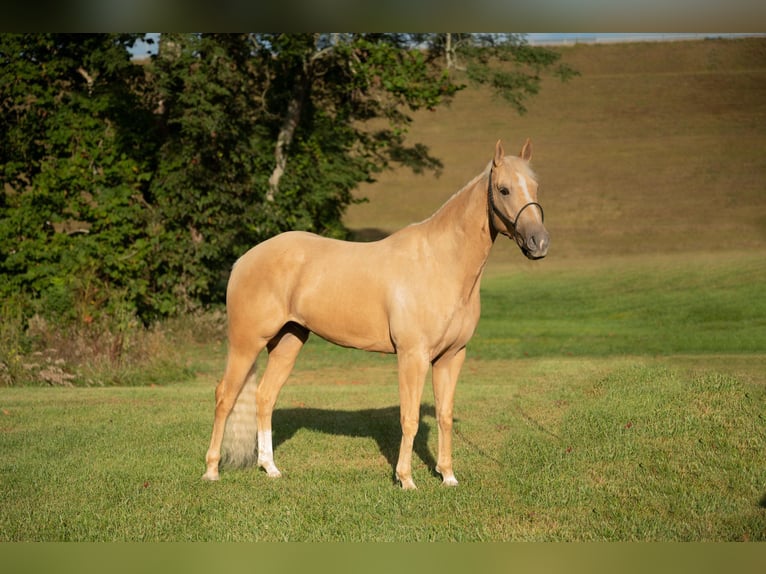 American Quarter Horse Wallach 5 Jahre 157 cm Palomino in Middletown OH