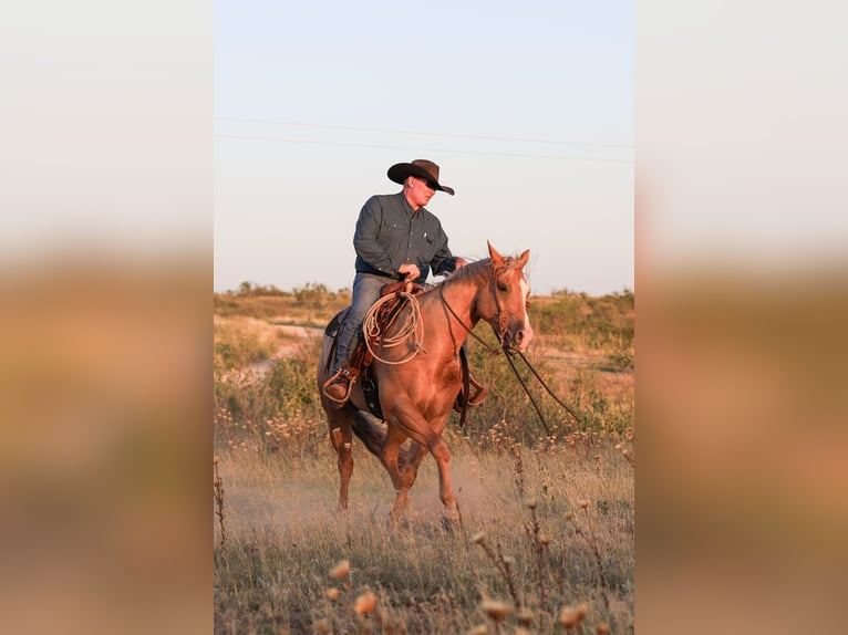 American Quarter Horse Wallach 5 Jahre 157 cm in Canyon, TX