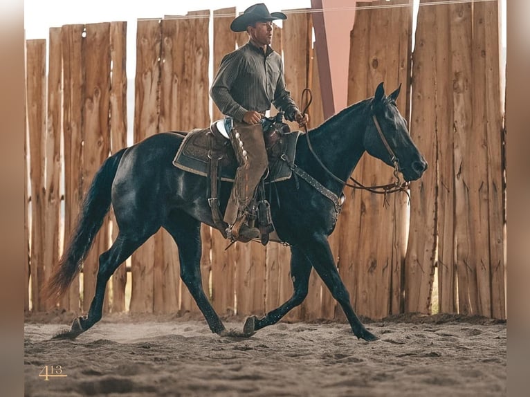 American Quarter Horse Wallach 5 Jahre 157 cm Rappe in Montrose, CO