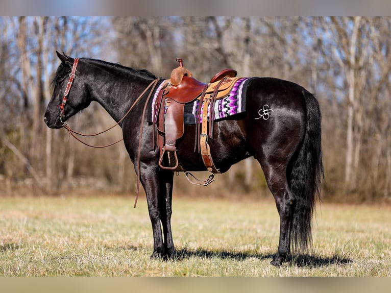 American Quarter Horse Wallach 5 Jahre 157 cm Rappe in Santa Fe TN