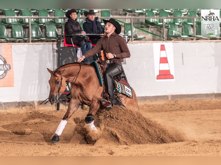American Quarter Horse Wallach 5 Jahre 157 cm Red Dun in Bad Abbach