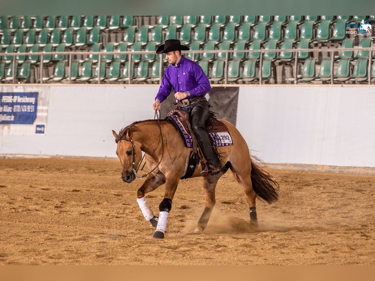 American Quarter Horse Wallach 5 Jahre 157 cm Red Dun in Bad Abbach