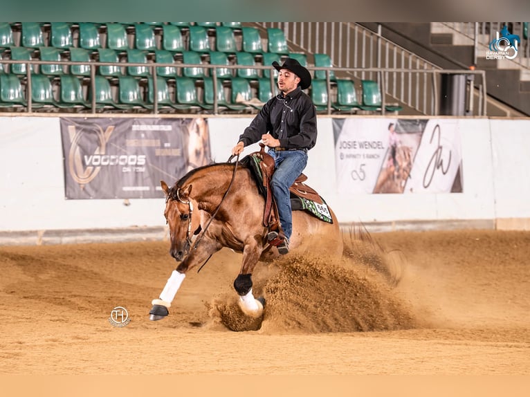 American Quarter Horse Wallach 5 Jahre 157 cm Red Dun in Bad Abbach