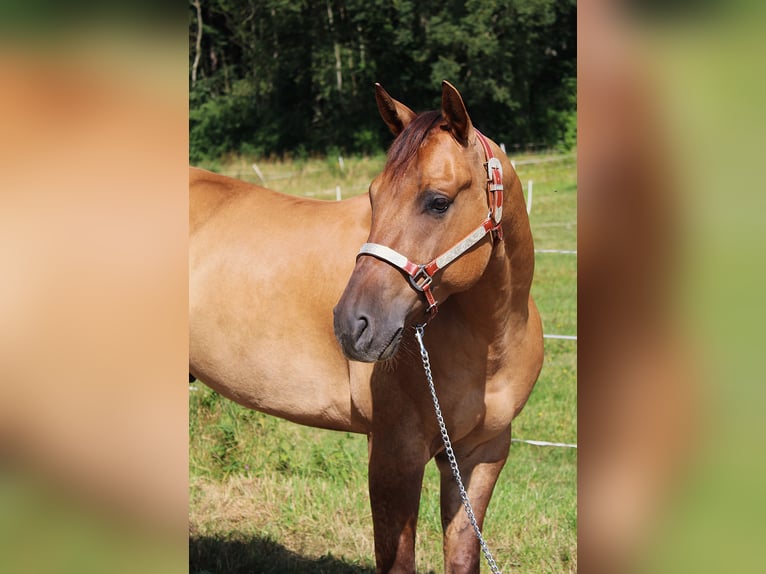 American Quarter Horse Wallach 5 Jahre 157 cm Red Dun in Bad Abbach