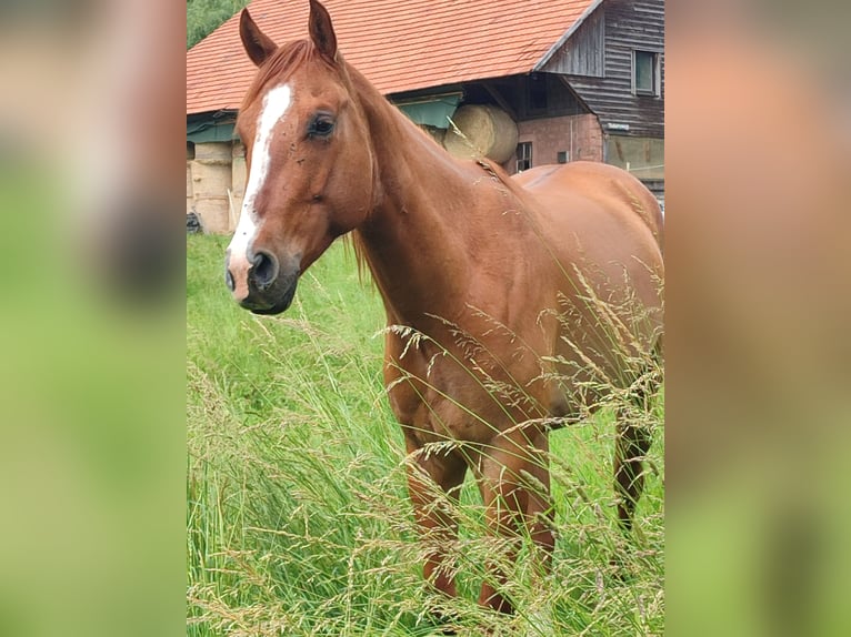 American Quarter Horse Wallach 5 Jahre 157 cm Red Dun in Oberzent
