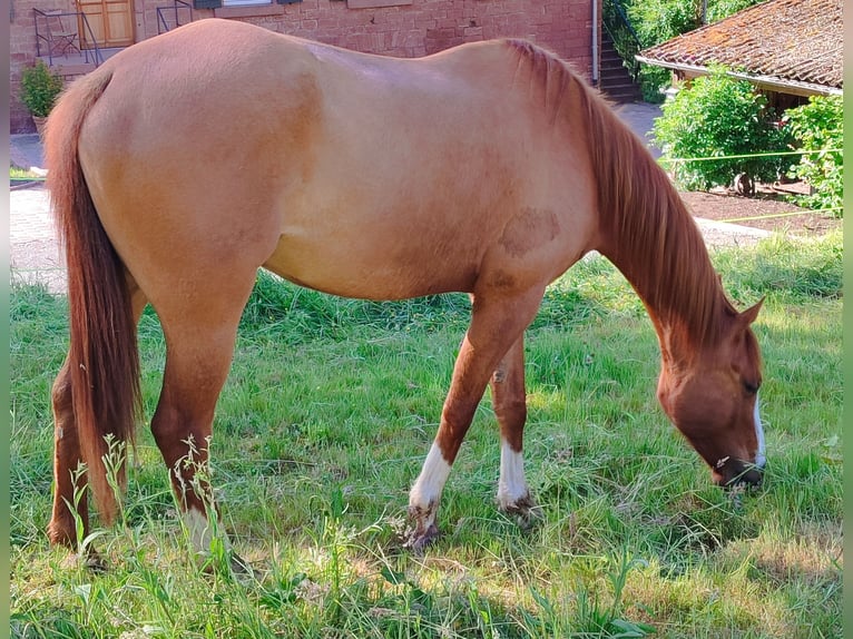 American Quarter Horse Wallach 5 Jahre 157 cm Red Dun in Oberzent