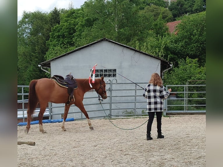 American Quarter Horse Wallach 5 Jahre 157 cm Red Dun in Oberzent