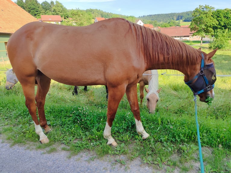 American Quarter Horse Wallach 5 Jahre 157 cm Red Dun in Oberzent