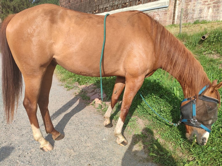 American Quarter Horse Wallach 5 Jahre 157 cm Red Dun in Oberzent