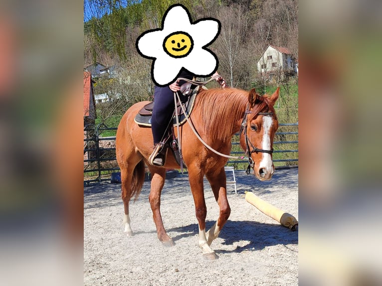 American Quarter Horse Wallach 5 Jahre 157 cm Red Dun in Oberzent