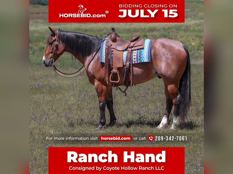 American Quarter Horse Wallach 5 Jahre 157 cm Roan-Bay in Waterford, CA