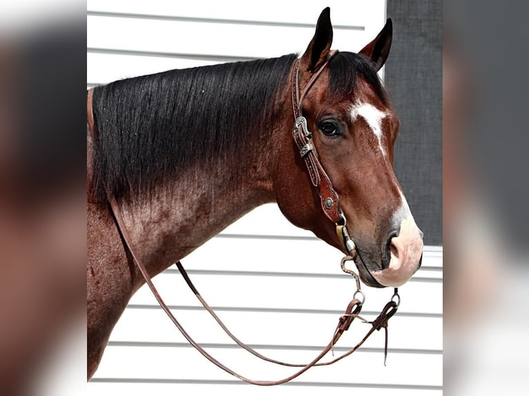 American Quarter Horse Wallach 5 Jahre 157 cm Roan-Bay in Dundee