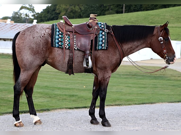 American Quarter Horse Wallach 5 Jahre 157 cm Roan-Bay in Dundee