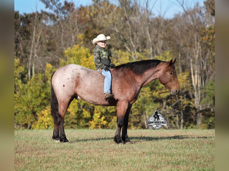 American Quarter Horse Wallach 5 Jahre 157 cm Roan-Bay in Mount Vernon
