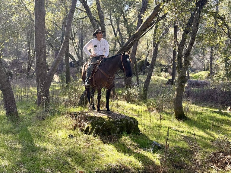 American Quarter Horse Wallach 5 Jahre 157 cm Roan-Blue in Atwater